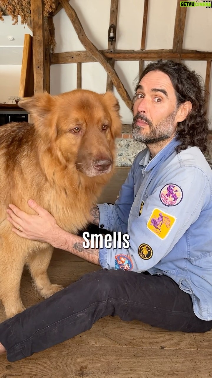 Russell Brand - 26K Likes - Gratitude: the secret to wellness? Or self-hypnosis? What are YOU grateful for?!
#gratitude