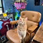 Russell Brand Instagram - Proud of himself for getting into the studio (cat hair not allowed)