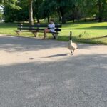 Ruth Connell Instagram - Park life. I felt intimidated. By a goose. 🖤