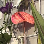Ruth Connell Instagram - #interfloraworldcup2023 #messagesofkindness #interflora 🌺