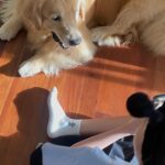 Rutricha Phapakithi Instagram - สาวๆบ้านอัมพรโสภน👧🏻👧🏻👧🏻 x ลาเต้🐶💘 #23point5