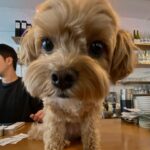 Rutricha Phapakithi Instagram - 🐶☕️