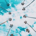 Sébastien Dubois Instagram - ☀️#la #palmsprings #palmtrees #california