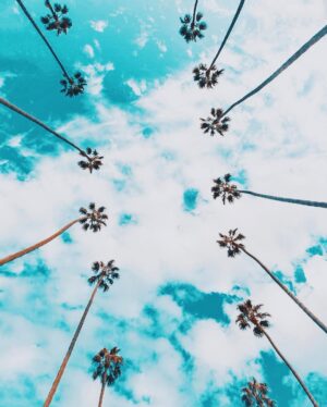 Sébastien Dubois Instagram - ☀️#la #palmsprings #palmtrees #california