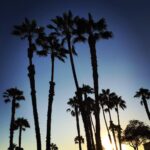 Sébastien Dubois Instagram - Caption 🌴 #California