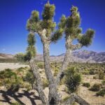 Sébastien Dubois Instagram - 🌵☀️