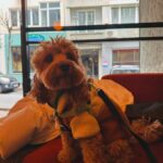 Sümeyye Aydoğan Instagram - Bo booooo 🐶