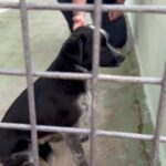 Sabrina Salerno Instagram - Nuvola e Botolo sono entrati a far parte della nostra famiglia. La storia di Botolo è triste, ha una buona indole ma non si fa avvicinare da nessuno a causa dei continui maltrattamenti. Piano piano, grazie anche a Nuvola che invece è più socievole, lo stiamo aiutando a darci fiducia. I miglioramenti sono già visibili dopo pochi giorni!!! In passato ho avuto un magnifico e amatissimo Golden retriever di nome Magnum e questi due trovatelli ci hanno già conquistato. Se pensate di prendere un cane, fate come me: passate da un canile (io ci sono andata per pura coincidenza e per una serie di motivi che un giorno vi spiegherò ). Non immaginate neanche quanto amore possano dare!!! Ringrazio mio marito, senza di lui non sarei riuscita a prendere questa decisione. Se guardate tutti i video abbiamo fatto un po’ di casino con i nomi … ❤️🐶🐶❤️ @enrico_monti__tv_ @lucamariamonti