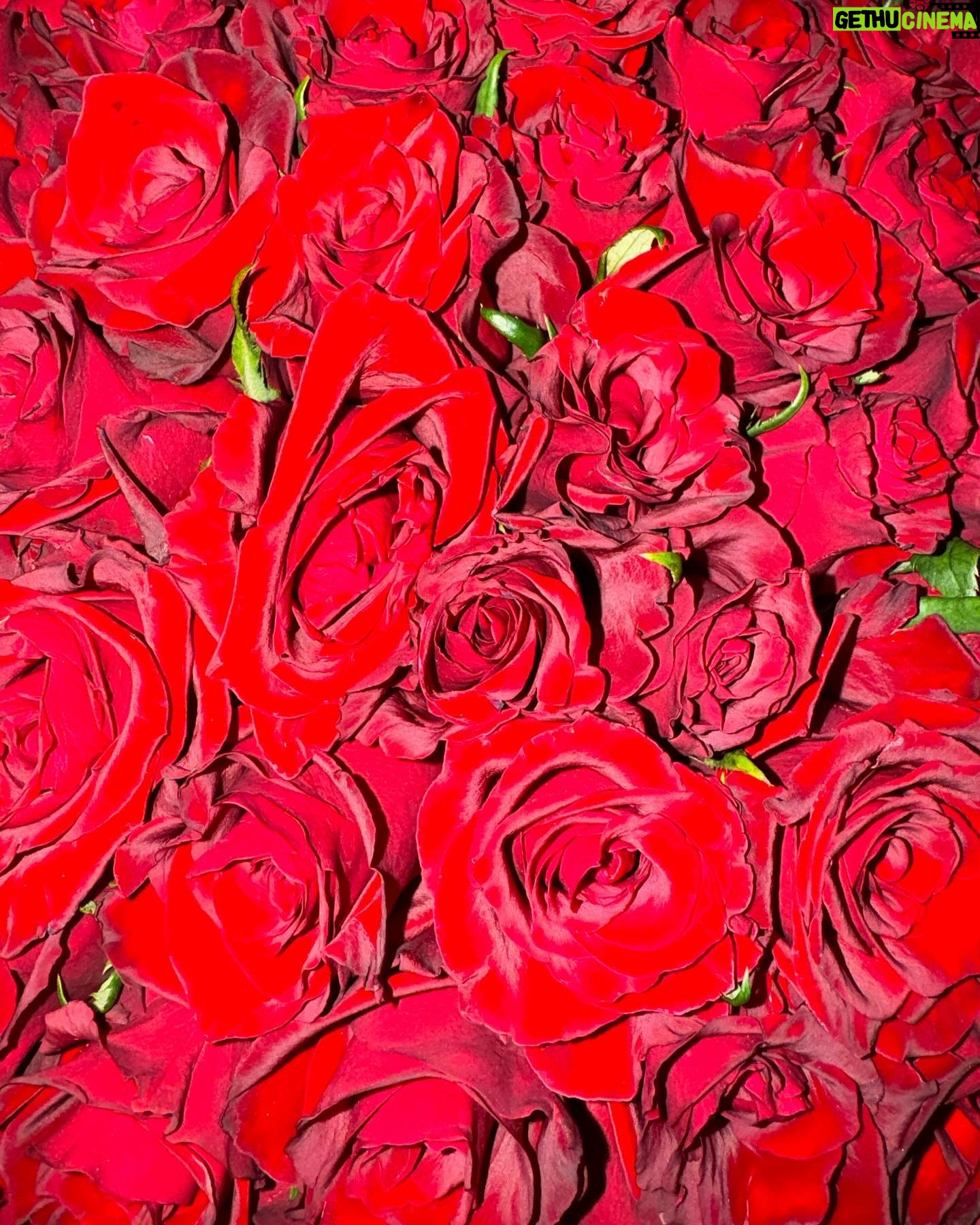 Salma Abu Deif Instagram - They smell nothing but LOVE ♾️🫀♾️ 🧩 🌹