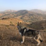 Samantha Logan Instagram - 10/27/19 ♏️🐺✨ yes, that is a wolf and yes I just spent my birthday with these beautiful creatures. what is my life? for real... thank you universe. I’m so thankful for everyone I got to share this day with, it really was the perfect way for me to go into my Jordan year (just learned this)! ❤️ #23 Let’s Do This 🎉 pc: @greta.onieogou