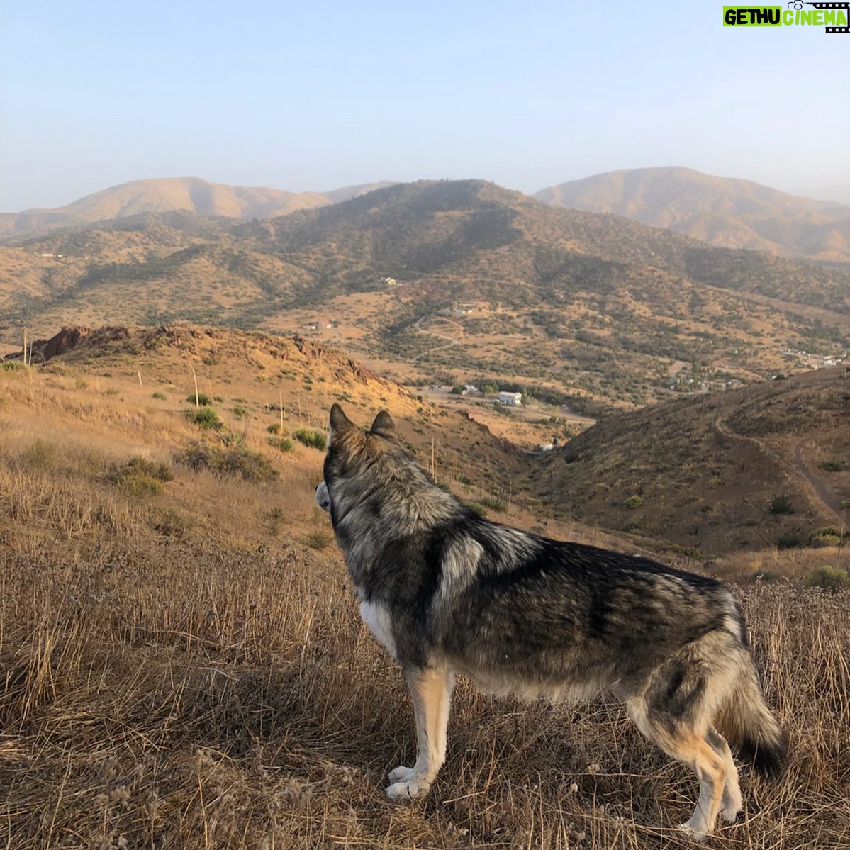 Samantha Logan Instagram - 10/27/19 ♏️🐺✨ yes, that is a wolf and yes I just spent my birthday with these beautiful creatures. what is my life? for real... thank you universe. I’m so thankful for everyone I got to share this day with, it really was the perfect way for me to go into my Jordan year (just learned this)! ❤️ #23 Let’s Do This 🎉 pc: @greta.onieogou