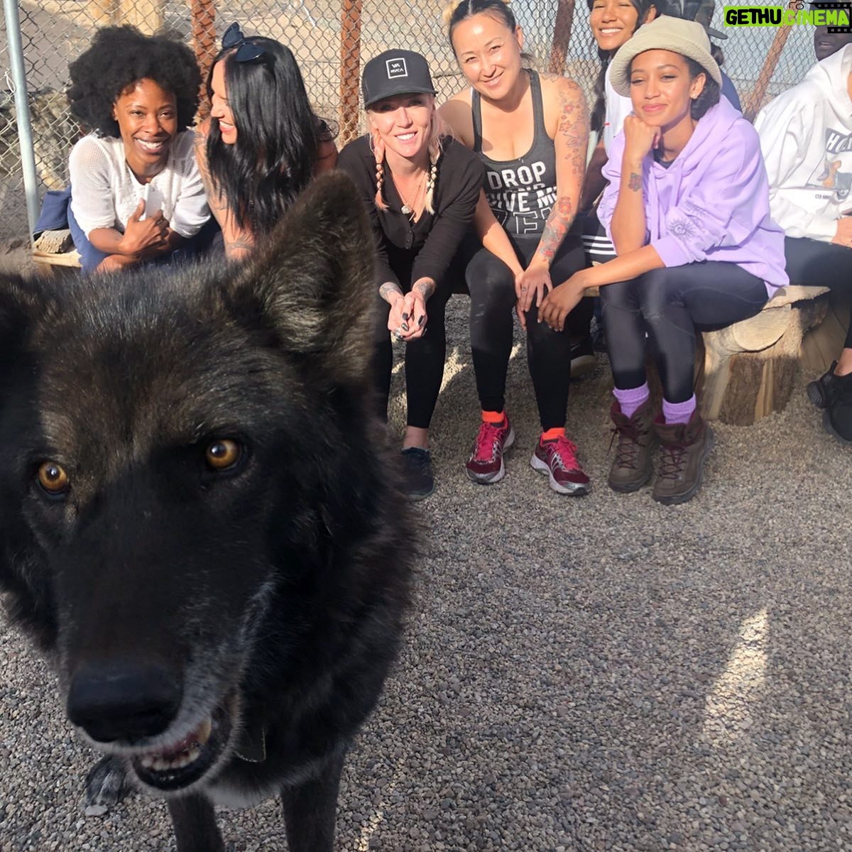 Samantha Logan Instagram - 10/27/19 ♏️🐺✨ yes, that is a wolf and yes I just spent my birthday with these beautiful creatures. what is my life? for real... thank you universe. I’m so thankful for everyone I got to share this day with, it really was the perfect way for me to go into my Jordan year (just learned this)! ❤️ #23 Let’s Do This 🎉 pc: @greta.onieogou
