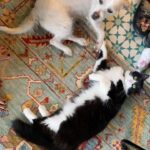 Samara Weaving Instagram - Sum things from around the house