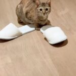 Sammi Cheng Instagram – 😁😁😁😁
平日麗麗跟Mi 的對話答。🤭
#溫順的個性
#cat #貓貓日常