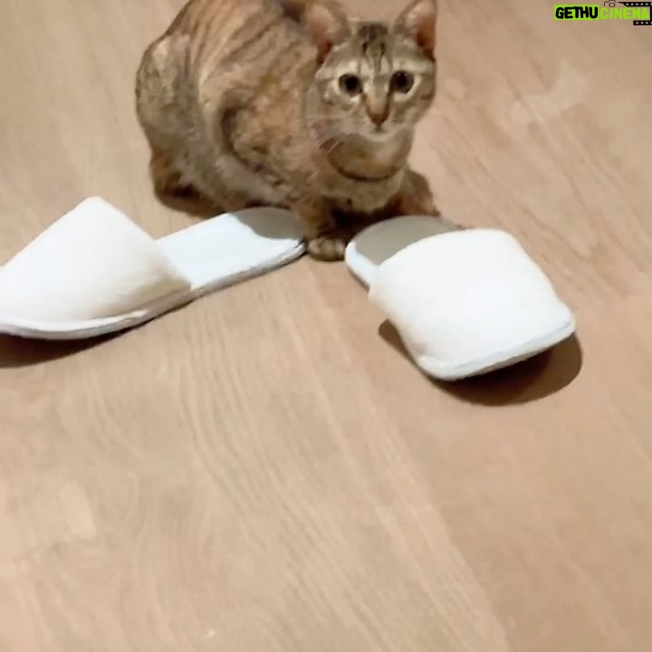 Sammi Cheng Instagram - 😁😁😁😁 平日麗麗跟Mi 的對話答。🤭 #溫順的個性 #cat #貓貓日常
