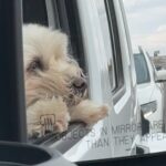 Sandy Yawn Instagram - Little Bear hanging out while Leah picks up our food. @leahraeofficial #puppiesofig #lovepuppies