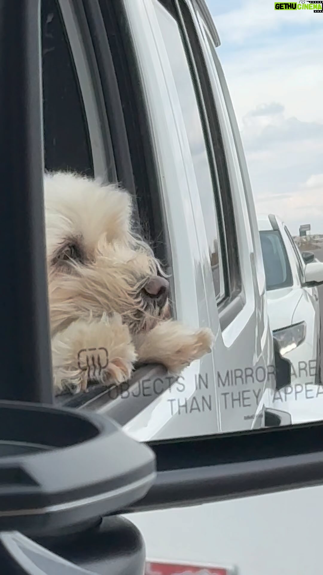 Sandy Yawn Instagram - Little Bear hanging out while Leah picks up our food. @leahraeofficial #puppiesofig #lovepuppies