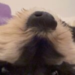 Sara Bareilles Instagram - Dog snoot