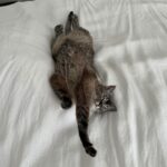 Saraí Meza Instagram – ninguna @mattttildathecat fue obligada a hacer este video 👀