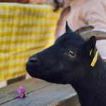 Sara Prata Instagram - Mesmo aqui ao lado e nós não conhecíamos ♥️🌿 Tivemos um dia em grande e sem saber muito bem ao que íamos. Acabámos por descobrir os animais da quinta, os burros, as cabras, as ovelhas e tantos outros ao longo do caminho, fizemos uns 3/4 picnics (que isto de andar ao ar livre no meio da natureza dá fome), explorámos o trilho do Cuquedo sem apanhar nenhum susto porque a criançada nunca nos deixou parar no mesmo lugar 😂😂, e ainda alugámos bicicletas elétricas com atrelado para passear nos 380 hectares de natureza. Pelo meio tivemos direito a “descansar as pernas” num pedacinho de terra idílico, cheio de cavalos selvagens 🌿♥️ Que programinha perfeito. Fica a dica, e é de guardar: • Quinta do Pisão 😍