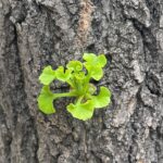 Sara Ramirez Instagram - Logging off for a little bit.✌🏽 🎶Back to life, back to reality….🎶 . . Close up of a new green sprout growing through the dark brown and grey bark of an NYC tree trunk. 🌿🌳🌿