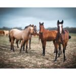 Sara Sálamo Instagram – Qué belleza. @donana_nature 💙
Gracias por una mañana estupenda.

#photography #photo #doñana #leica #leicaphotography #animals #photographers #animalphotography #womenphotographers