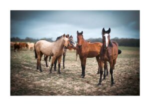 Sara Sálamo Instagram - Qué belleza. @donana_nature 💙
Gracias por una mañana estupenda.

#photography #photo #doñana #leica #leicaphotography #animals #photographers #animalphotography #womenphotographers