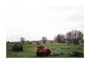 Sara Sálamo Instagram - Qué belleza. @donana_nature 💙
Gracias por una mañana estupenda.

#photography #photo #doñana #leica #leicaphotography #animals #photographers #animalphotography #womenphotographers