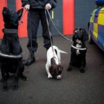 Sarah Ferguson Instagram - During my recent visit to Burnley, I was delighted to have the opportunity to meet some of the wonderful police dogs and horses of Lancashire Police Constabulary who serve the community alongside their officers. I am proud to be the Patron of the the National Foundation for Retired Service Animals, a charity founded by Lady Bathurst, which supports retired service animals and their families with vet and medical bills in their twilight years, when they might otherwise be rehomed or may not receive the treatment or care that they need. It was a pleasure to meet these extraordinary dogs and horses, who dedicate their lives to keeping us safe. To learn more, visit @nfrsa_official. Photo: @debbieharephotography