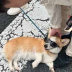 Sarunchana Apisamaimongkol Instagram - random dump from japan trip