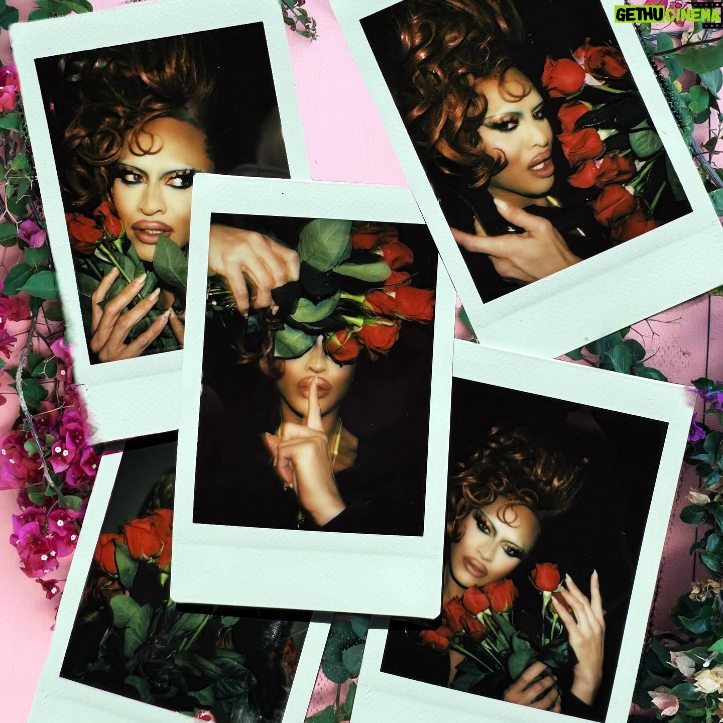 Sasha Colby Instagram - Roses Are Red, Violets Are Blue Drag Queens are Sexy, How About you?! Backstage Rose Ceremony at @mppresent A Drag Queen Christmas! Photos by @jimbothedragclown #roses #diamonddivadolls #sweet #takeawhiff #roseycheeks #beauty #models #chrissymissys #sissychristmas #drag #queens #tour #tourlife