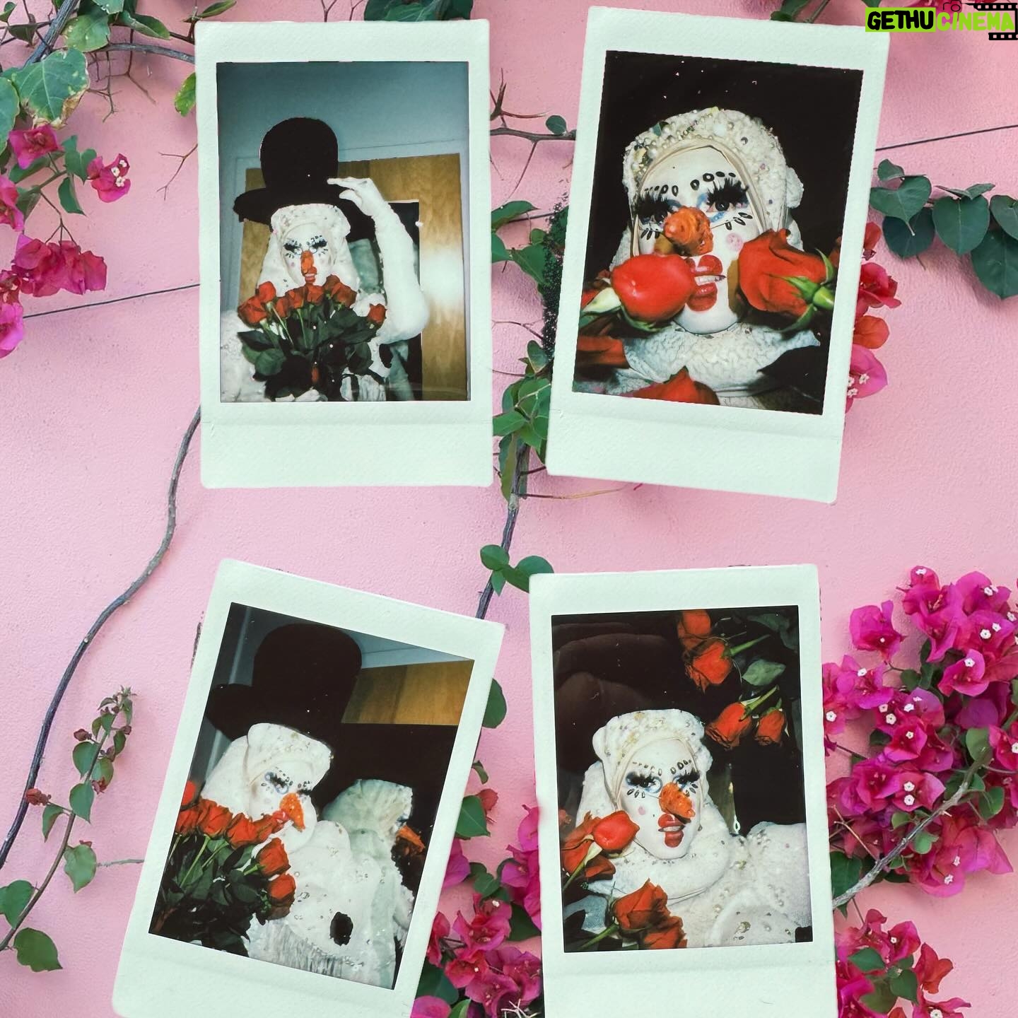 Sasha Colby Instagram - Roses Are Red, Violets Are Blue Drag Queens are Sexy, How About you?! Backstage Rose Ceremony at @mppresent A Drag Queen Christmas! Photos by @jimbothedragclown #roses #diamonddivadolls #sweet #takeawhiff #roseycheeks #beauty #models #chrissymissys #sissychristmas #drag #queens #tour #tourlife