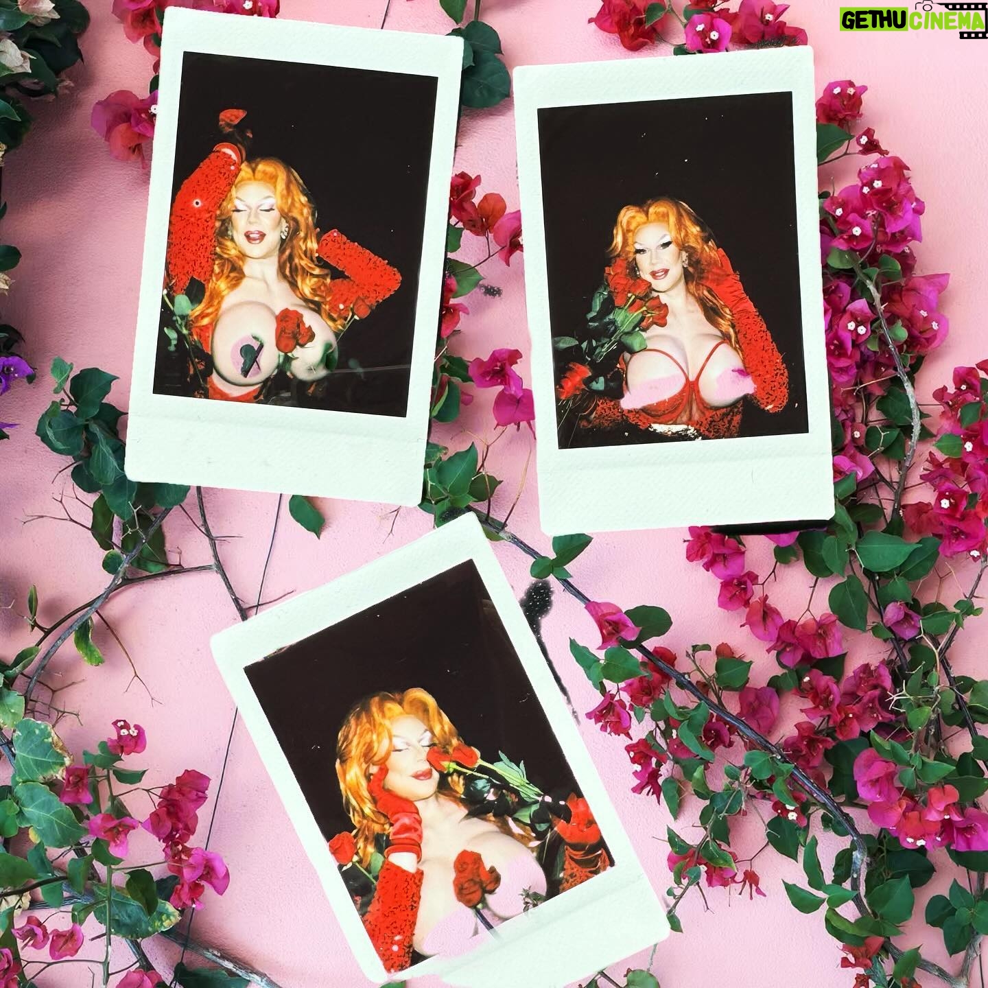 Sasha Colby Instagram - Roses Are Red, Violets Are Blue Drag Queens are Sexy, How About you?! Backstage Rose Ceremony at @mppresent A Drag Queen Christmas! Photos by @jimbothedragclown #roses #diamonddivadolls #sweet #takeawhiff #roseycheeks #beauty #models #chrissymissys #sissychristmas #drag #queens #tour #tourlife