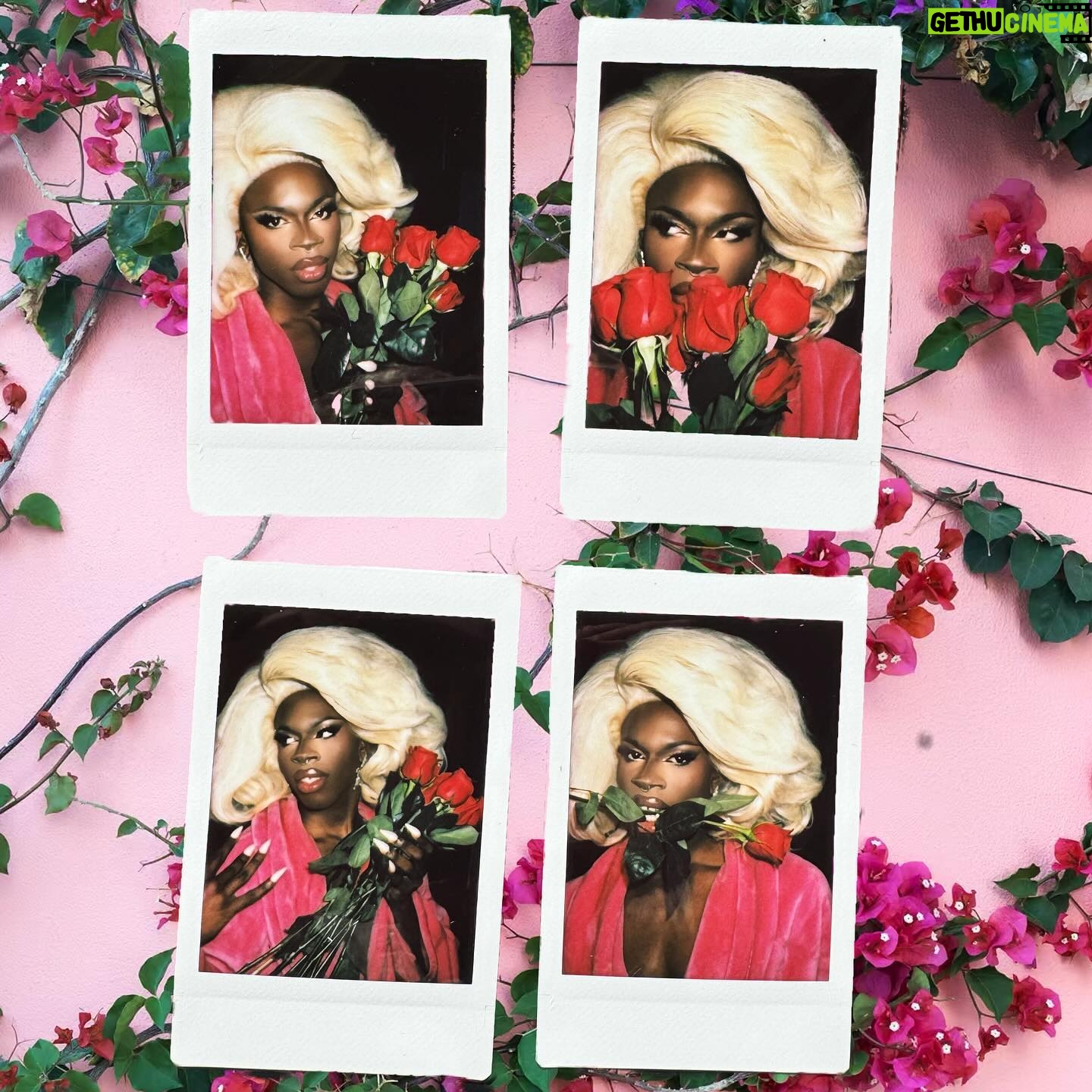 Sasha Colby Instagram - Roses Are Red, Violets Are Blue Drag Queens are Sexy, How About you?! Backstage Rose Ceremony at @mppresent A Drag Queen Christmas! Photos by @jimbothedragclown #roses #diamonddivadolls #sweet #takeawhiff #roseycheeks #beauty #models #chrissymissys #sissychristmas #drag #queens #tour #tourlife