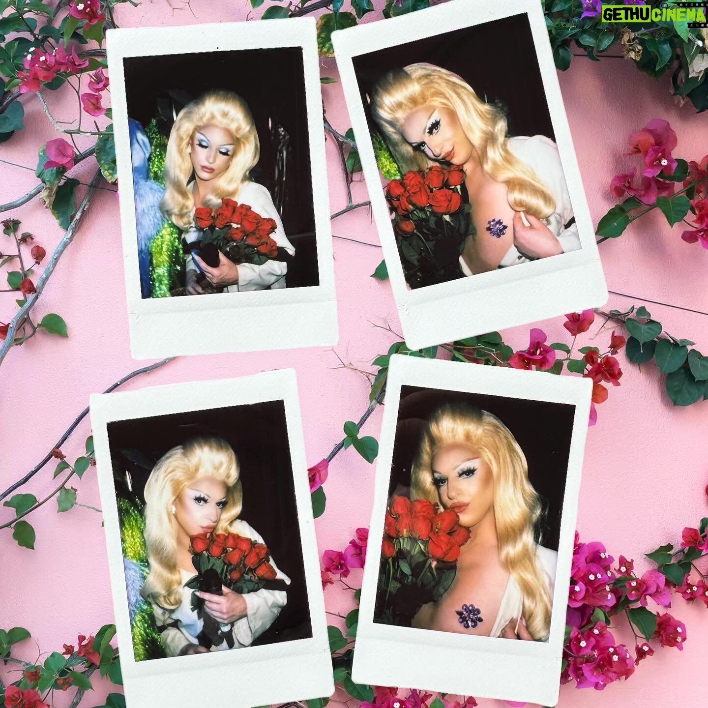 Sasha Colby Instagram - Roses Are Red, Violets Are Blue Drag Queens are Sexy, How About you?! Backstage Rose Ceremony at @mppresent A Drag Queen Christmas! Photos by @jimbothedragclown #roses #diamonddivadolls #sweet #takeawhiff #roseycheeks #beauty #models #chrissymissys #sissychristmas #drag #queens #tour #tourlife