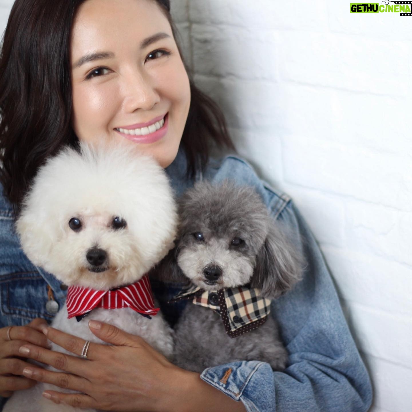 Selena Lee Instagram - I’m so lucky to have Snowy and Naughty bless my life with so much love, joy, and happiness. Never easy to say Goodbye, see you in the next life, my lovely angels. Miss you both. Thank you for being in my life. 下一世,一定要做我親人。❤️ 感恩在我生命中遇上你們。 #RIP #Angels