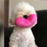 Selena Lee Instagram – I’m so lucky to have Snowy and Naughty bless my life with so much love, joy, and happiness.  Never easy to say Goodbye, see you in the next life, my lovely angels. Miss you both. 
Thank you for being in my life. 

下一世，一定要做我親人。❤️
感恩在我生命中遇上你們。

#RIP #Angels