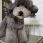 Selena Lee Instagram – I’m so lucky to have Snowy and Naughty bless my life with so much love, joy, and happiness.  Never easy to say Goodbye, see you in the next life, my lovely angels. Miss you both. 
Thank you for being in my life. 

下一世，一定要做我親人。❤️
感恩在我生命中遇上你們。

#RIP #Angels