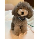 Selena Lee Instagram – I’m so lucky to have Snowy and Naughty bless my life with so much love, joy, and happiness.  Never easy to say Goodbye, see you in the next life, my lovely angels. Miss you both. 
Thank you for being in my life. 

下一世，一定要做我親人。❤️
感恩在我生命中遇上你們。

#RIP #Angels