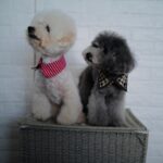 Selena Lee Instagram – I’m so lucky to have Snowy and Naughty bless my life with so much love, joy, and happiness.  Never easy to say Goodbye, see you in the next life, my lovely angels. Miss you both. 
Thank you for being in my life. 

下一世，一定要做我親人。❤️
感恩在我生命中遇上你們。

#RIP #Angels