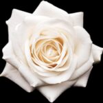 Selena Quintanilla Instagram - Remembering an extraordinary life, her gift of music and her everlasting legacy. Selena continues to inspire us all. Forever in our hearts. 💜 Recordando una vida extraordinaria, su don de la música y su legado eterno. Selena continúa inspirándonos. Por siempre en nuestros corazones.