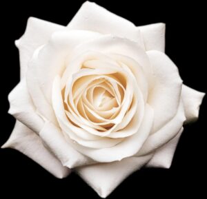 Selena Quintanilla Instagram - Remembering an extraordinary life, her gift of music and her everlasting legacy. Selena continues to inspire us all. Forever in our hearts.

💜 

Recordando una vida extraordinaria, su don de la música y su legado eterno. Selena continúa inspirándonos. Por siempre en nuestros corazones.