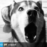 Selma Ergeç Instagram - #Repost from @eclipsnf with @repostapp --- www.change.org #stopyulin2015