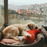 Seray Kaya Instagram - Hayatta nasıl bir iyilik yaptım da sizi kazandım. 💕✨ Pablo&Jack