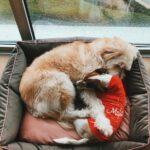 Seray Kaya Instagram - Hayatta nasıl bir iyilik yaptım da sizi kazandım. 💕✨ Pablo&Jack