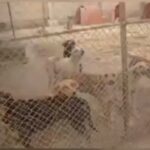 Shaghayegh Farahani Instagram - برای نجات جان هزاران سگ که هر سال با ورود در مرکز کهریزک با خطر مرگ رو به رو هستند لطفا در کارزار «درخواست برخورد علمی و انسانی در مرکز کنترل جمعیت سگ های کهریزک » شرکت کنید. این کارزار تصمیم دارد تا با پیگیری جدی از مسئولان امر، رویه علمی جهانی کنترل جمعیت را جایگزین کند. من از این کارزار حمایت می کنم و شما را به شرکت در این کارزار دعوت می کنم. Https://www.karzar.net/20831 #نجات_سگهای_کهریزک
