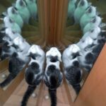 Shaina West Instagram - If you were a god/goddess, what 3 things would you take as an offering to summon you? I would take: a black kitten (who you vow to adopt and love forever), a ripe mango and a joke that’ll make me laugh. (if I don’t laugh you die).