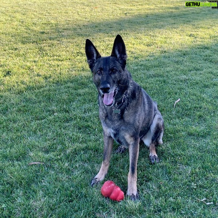 Shannen Doherty Instagram - Highly skilled killer of kongs @missbowiedoherty