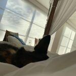 Shannen Doherty Instagram - Lazy mornings for my Bowie.