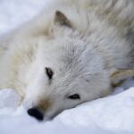 Shannen Doherty Instagram - Why do we humans feel that we need to cull ? Nature and animals naturally balance themselves. It’s us that have disrupted things. Please read below and go to @wolfconservationcenter bio, follow link and comment please! Repost from @wolfconservationcenter • URGENT 🚨 In February the Idaho Fish and Game Commission announced a proposal to expand wolf hunting and trapping across the state. This proposal would allow year round trapping on public and private land including areas that border Yellowstone National Park, create a 12 month hunting season statewide and more. YOU can help NOW by submitting a comment. Direct link to additional information including where and how to comment is located in the link tree in our bio. Comments accepted through February 25! Thank you Photo by WCC Curator Rebecca Bose #wolfconservationcenter #alawa #wolf #standforwolves #wolves #takeaction #makeadifference #speakup #comment #idaho #help